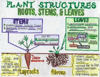 Preview of Roots, Stems, & Leaves SKETCH NOTES | PLANT STRUCTURES | Science Coloring
