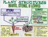 Roots, Stems, & Leaves SKETCH NOTES | PLANT STRUCTURES | S