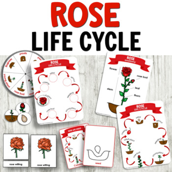Preview of Rose Life Cycle of a Plant Activities - Perfect for Valentine's Day!
