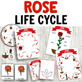 Rose Life Cycle of a Plant Activities - Perfect for Valent
