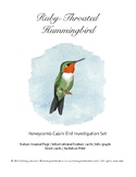 Ruby Throated Hummingbird Nature exploration Charlotte Mas
