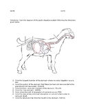 Ruminant Digestive System Coloring Sheet