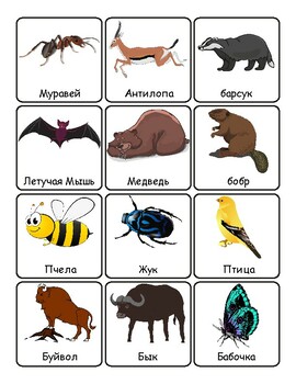 Preview of Russian Animals' Names Vocabulary Flashcards