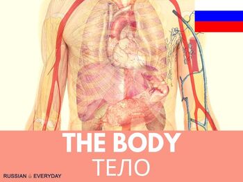 Preview of Russian Words-The Body: FLASHCARDS, AUDIO, VIDEO and eBOOK