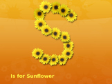 S is For Sunflowr --A Kansas Alphabet  Powerpoint presentation