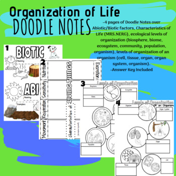 Preview of S7L2/ S7L4 Organization of Living Things Visual Notes and Answers