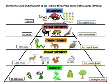 Trophic Levels - Graphic Organizer