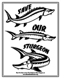 SAVE OUR STURGEON  Poster