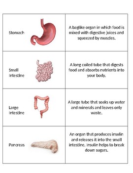 SC.5.L.14.1 The Human Body Organs and Their Functions Matching Game