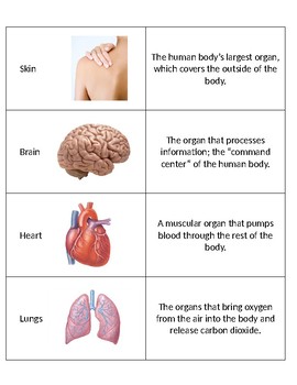 Preview of SC.5.L.14.1 The Human Body Organs and Their Functions Matching Game