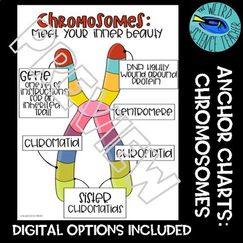 Preview of LIFE SCIENCE ANCHOR CHART SCAFFOLDED NOTE  THE CHROMOSOME x INTERACTIVE OPTIONS