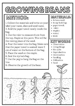 Science Growing Seeds By Teachwithpassion1 Teachers Pay Teachers