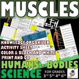 SCIENCE Humans - Muscles, muscle groups, heart, diagrams  