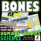SCIENCE Humans bones skeleton and movement Knowledge Organ