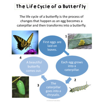 Life Cycles of the Plant, Frog, and Butterfly Unit #distancelearning