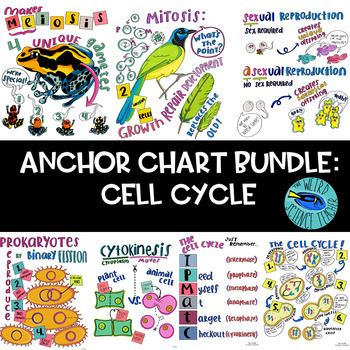 Preview of SCIENCE SCAFFOLDED NOTE/ANCHOR CHART BUNDLE: CELL CYCLE ! 13 Anchor Charts!