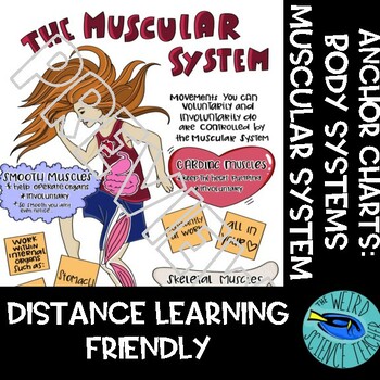 Preview of SCIENCE SCAFFOLDED NOTES/ANCHOR CHART: ANATOMY/ BODY SYSTEMS - MUSCULAR SYSTEM