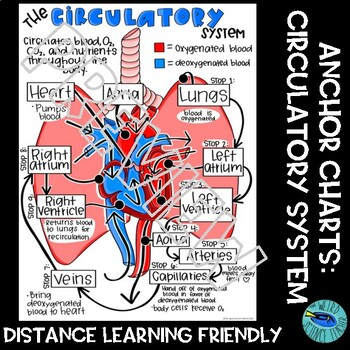 Preview of SCIENCE SCAFFOLDED NOTES /ANCHOR CHART: HUMAN BODY SYSTEMS - CIRCULATORY SYSTEM