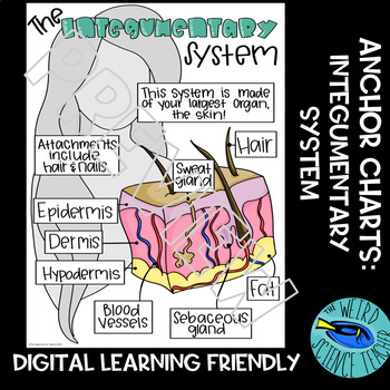 Preview of SCIENCE SCAFFOLDED NOTES /ANCHOR CHART: HUMAN BODY SYSTEMS - INTEGUMENTARYSYSTEM