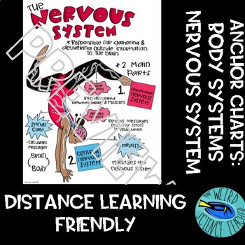 Preview of SCIENCE SCAFFOLDED NOTES/ANCHOR CHART: HUMAN BODY SYSTEMS - NERVOUS SYSTEM