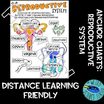Preview of SCIENCE SCAFFOLDED NOTES /ANCHOR CHART: HUMAN BODY SYSTEMS - REPRODUCTIVE SYSTEM