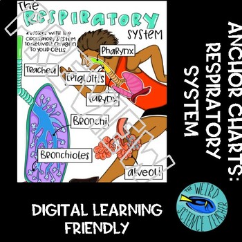 Preview of SCIENCE SCAFFOLDED NOTES/ANCHOR CHART: HUMAN BODY SYSTEMS - RESPIRATORY SYSTEM