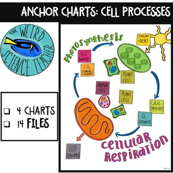 Preview of SCIENCE SCAFFOLDED NOTES/ ANCHOR CHARTS: CELL PROCESSES