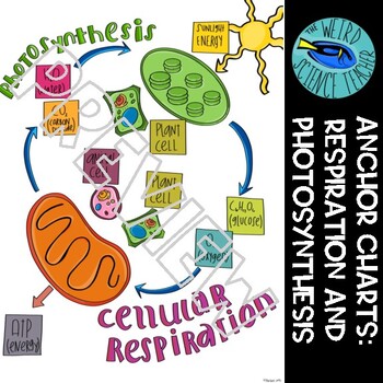 SCIENCE SCAFFOLDED NOTES/ ANCHOR CHARTS: CELLULAR RESPIRATION AND PHOTOSYNTHESIS