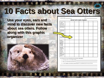 Preview of SEA OTTER: 10 facts. Fun, engaging PPT (w links & free graphic organizer)
