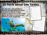 SEA TURTLES: 10 facts. Fun, engaging PPT (w links & free g