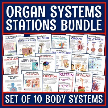 Preview of SET OF 10 Human Body Organ Systems Activity Information Stations Activities