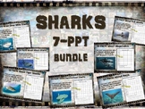 SHARKS BUNDLE (7 PPTs) BULL HAMMERHEAD TIGER WHALE GREAT-W