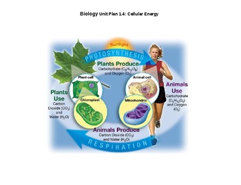 Preview of SIOP & Differentiated Biology Unit/Daily Lesson Plan 1.4: Cell Energy