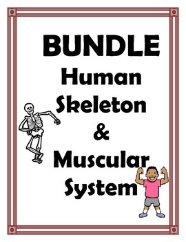Preview of SKELETAL AND MUSCULAR SYSTEM BUNDLE