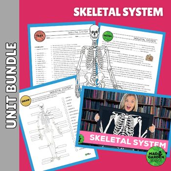Preview of SKELETAL SYSTEM BUNDLE: Reading Resource | Vocab | Guided Notes | Test