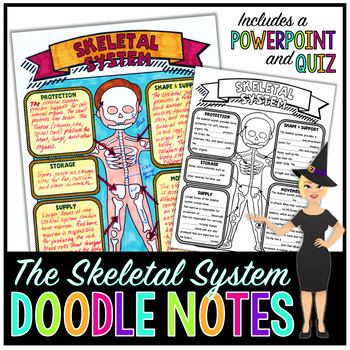 Preview of The Skeletal System Doodle Notes | Science Doodle Notes