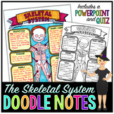 The Skeletal System Doodle Notes | Science Doodle Notes