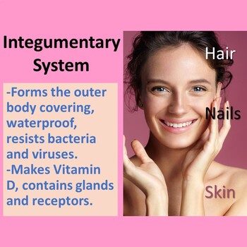 Preview of SKIN: An Introduction to the Integumentary System