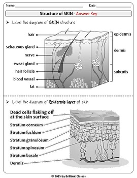 Skin Structure Chart