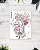 SLP A&P Labeled Neuroanatomy and Oral Musculature Poster