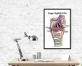 SLP Anatomy & Physiology Resource: Larynx - Sagittal Secti