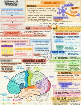 Preview of SLP Grad Student Neuroanatomy Basics Study Guide