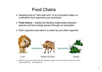 Preview of Food chains and food webs SMART notebook file