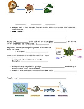 Preview of Food chains and food webs student handout