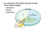 Cell Cycle PowerPoint