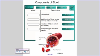 Preview of Circulatory System SMART notebook file