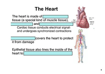 Preview of Circulatory System student notes