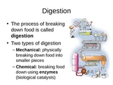 Digestive System PowerPoint