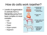 Hierarchy of Structure - Animals PowerPoint