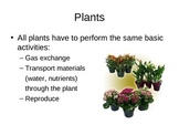 Plants PowerPoint